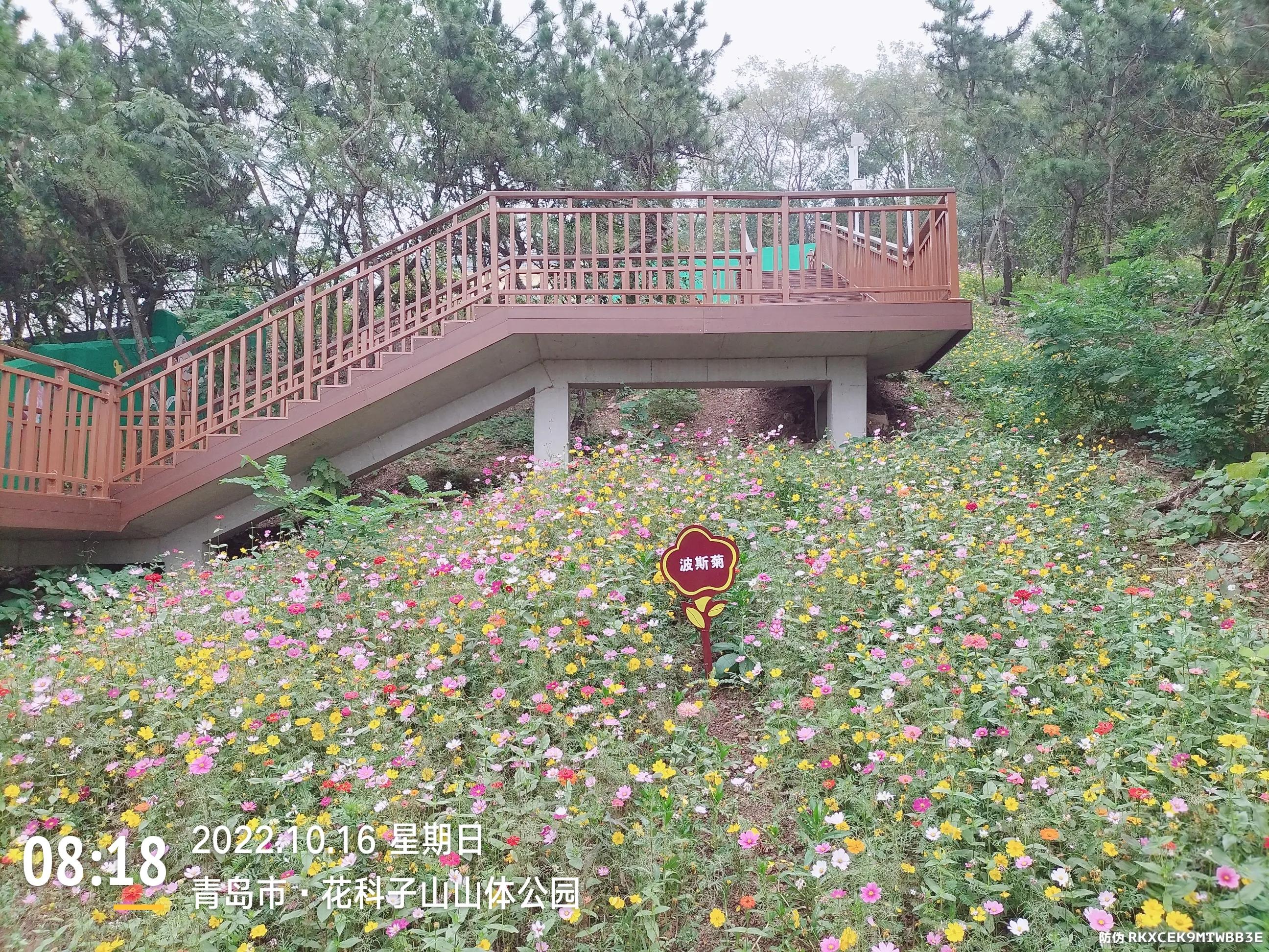 青岛西海岸赏花攻略,青岛海滨风景区一日游攻略