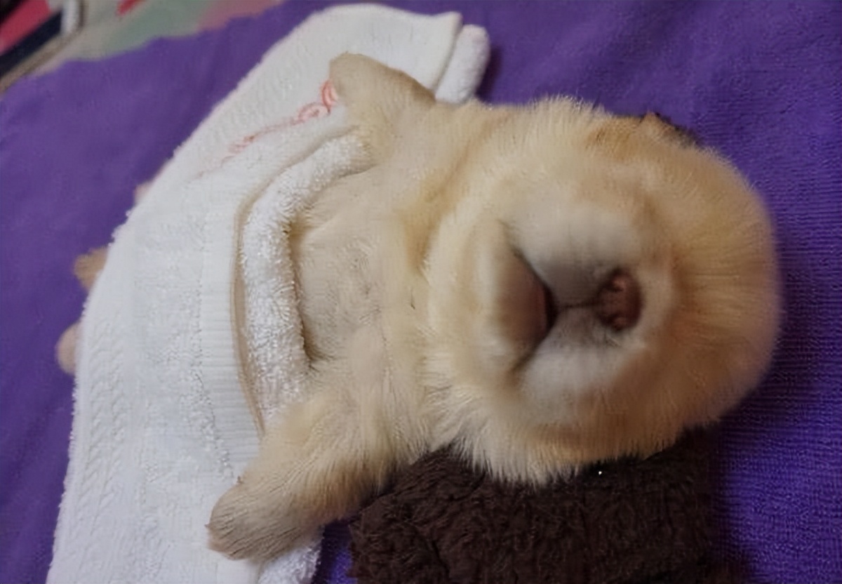 松狮犬白送都不养，太难“驾驭”了