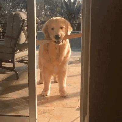 金毛好养还是拉布拉多好养,金毛好养还是柯基好养