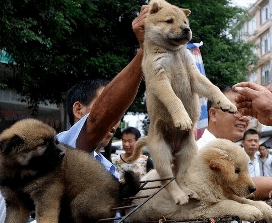 挑选好狗的几大诀窍,挑狗的方法和技巧冷知识