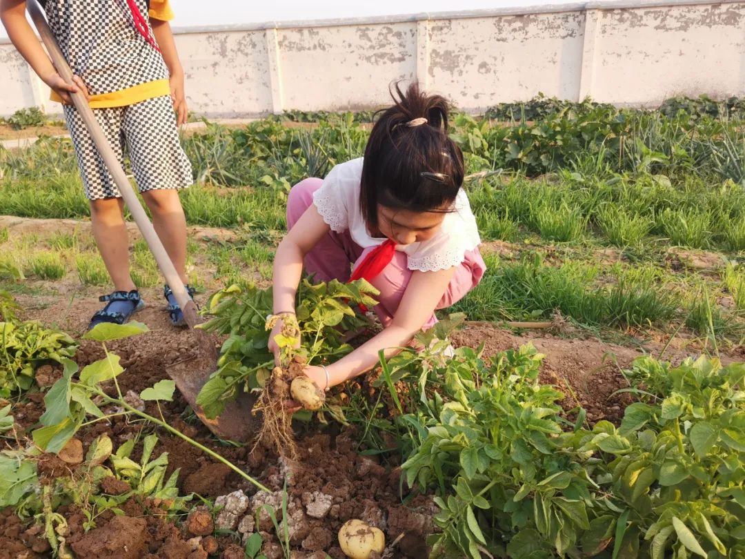 “土”露汗水“豆”耘童年——东风小学劳动教育实践活动之土豆丰收季