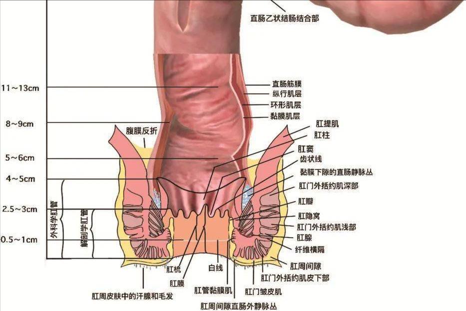 治疗肛裂生肌的药,有没有秘方治疗肛裂的