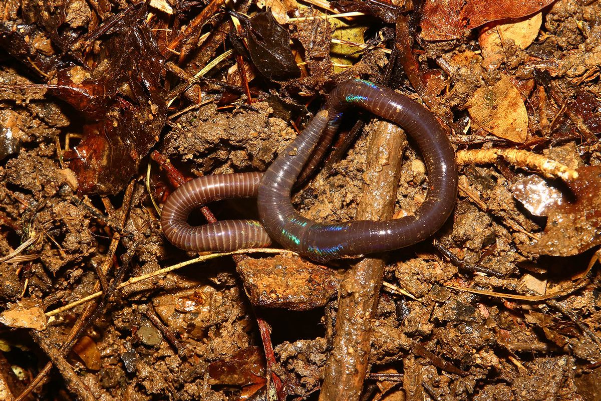 野生蚯蚓利益链从未终断？广东再现电蚯蚓，暴利下隐藏着什么危机