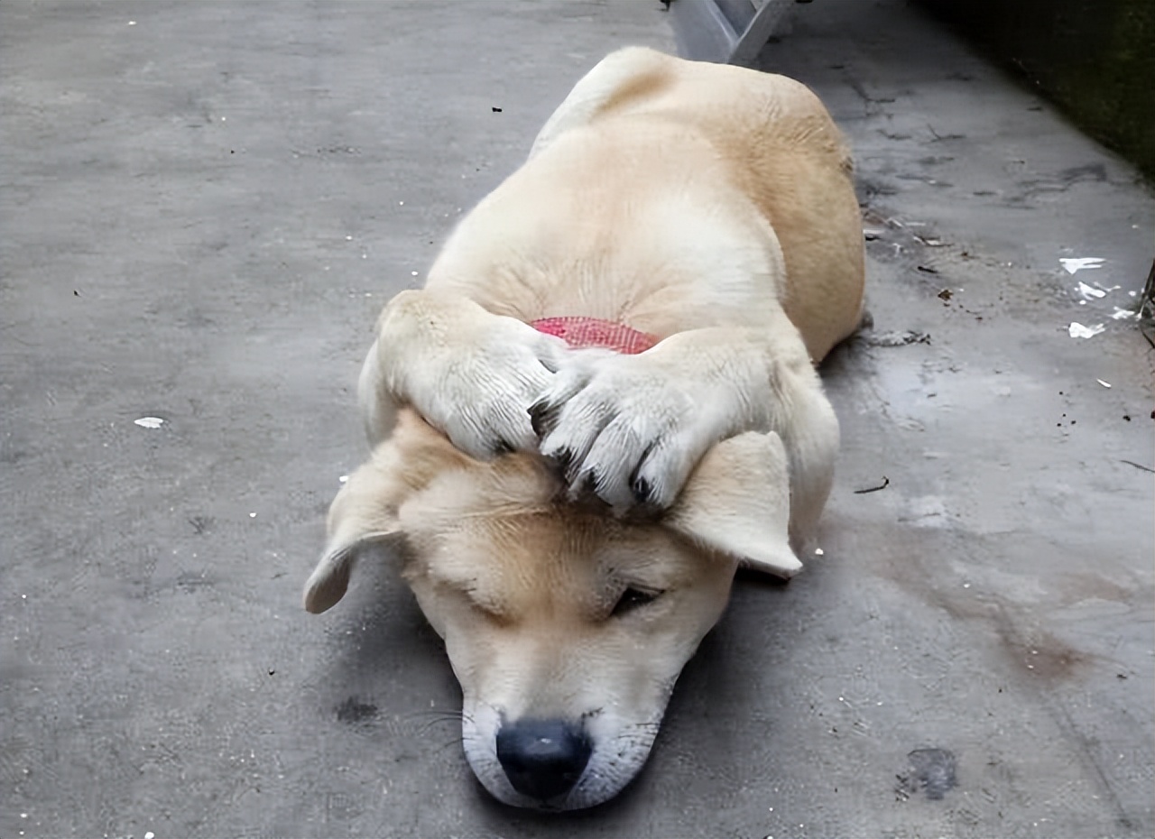 狗狗拿你当妈妈的7种表现,如果狗狗把你当成父母有几种表现