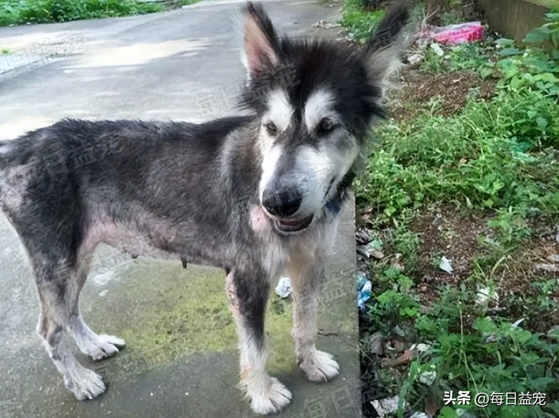 狗狗病情突发死亡,狗狗突发病死了