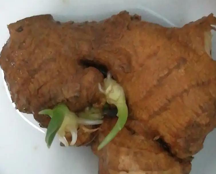 家庭种姜的正确方法和步骤,姜怎么种小技巧