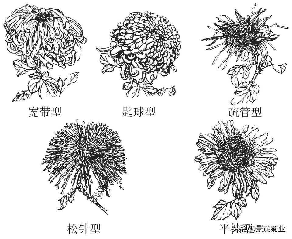 可食用的菊花品种,多头菊花品种图片