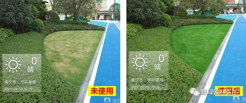 草坪发黄发枯是什么原因,草坪出现枯黄病怎么治理