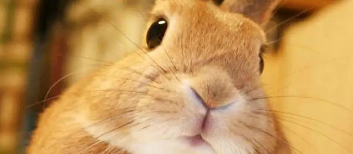 兔子为什么啃东西,兔子爱啃什么