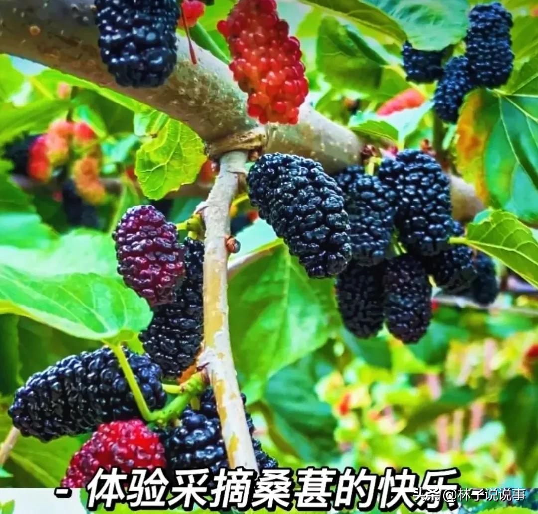 农村低成本创业项目小本生意投资,农村创业项目推荐2022小本生意