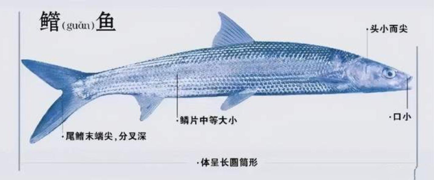 长江出现神秘物种“鳤”,长江禁渔出现新物种