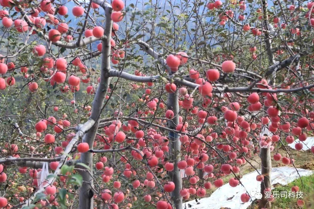 臭氧气的危害,臭氧是药还是气