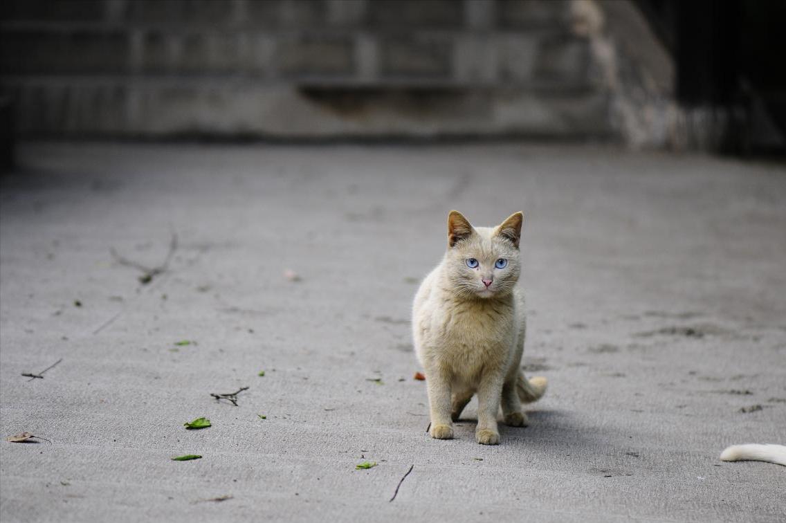 流浪猫流浪并不觉得自己可怜,快饿死的可怜流浪猫