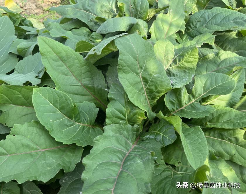 打着助农旗号的骗子,警惕乡村振兴补贴诈骗