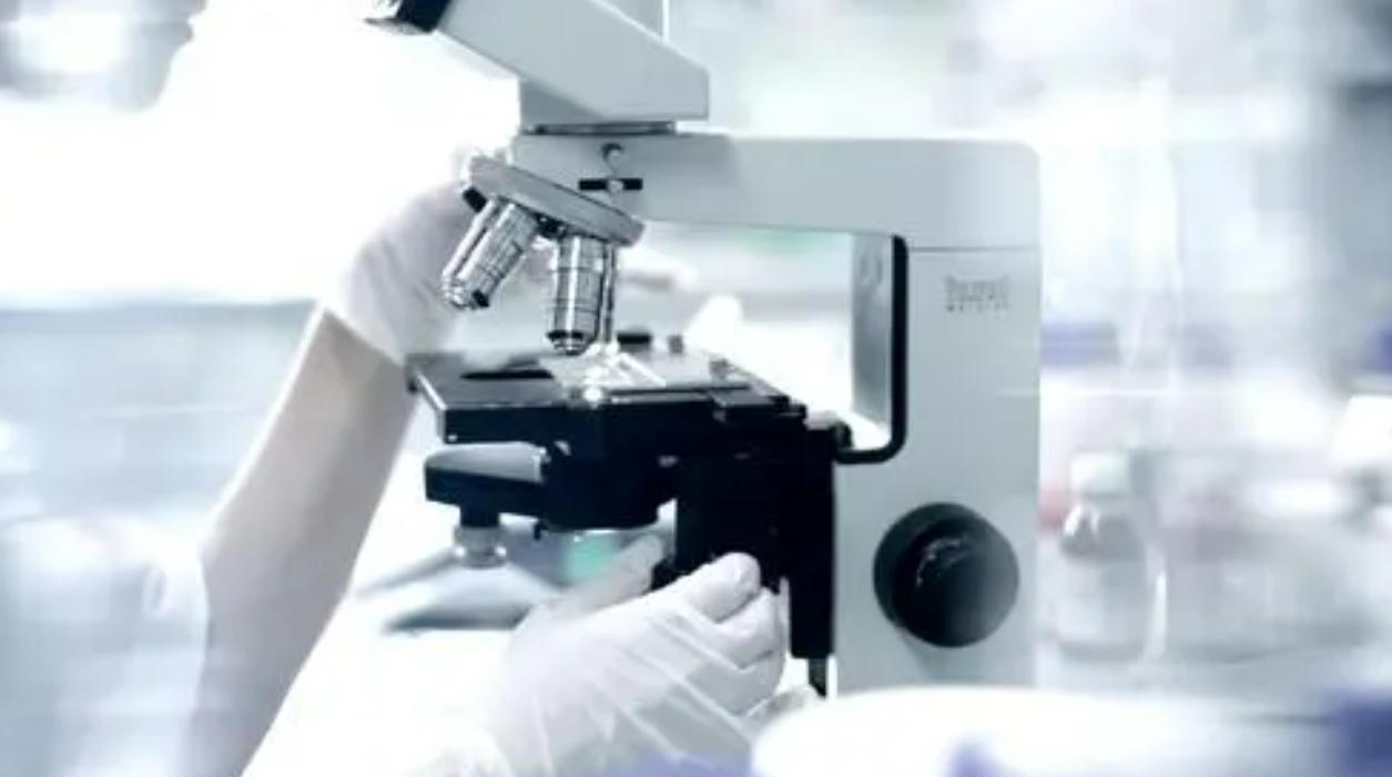 日本人动物胚胎实验长啥样,日本人动物胚胎实验