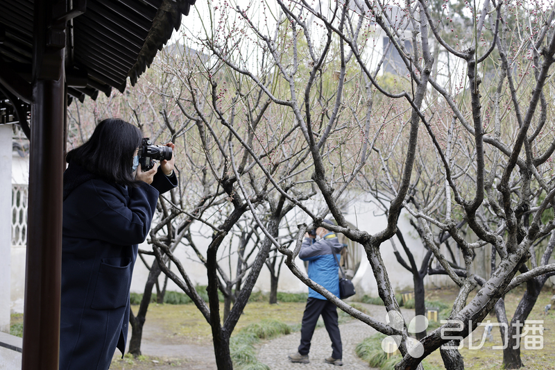 中国赏梅好去处苏州赏梅花,苏州十大赏梅胜地你去过几个