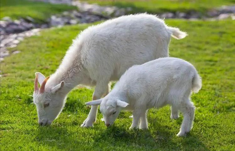 羊缺乏微量元素如何补充,羊营养跟不上怎么办