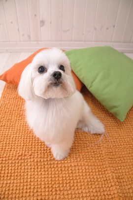 小狗狗尾巴尖上没有毛是怎么回事,小狗狗不叫是什么原因