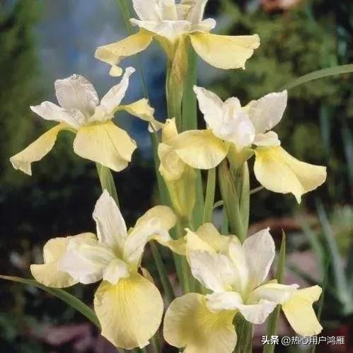 鸢尾花的寓意是,鸢尾花的寓意和象征风水