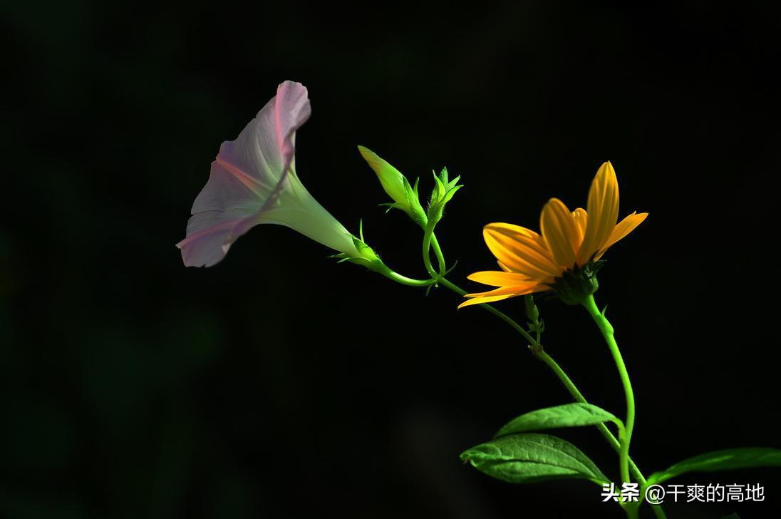 红蜻蜓散文朗诵,金波散文红蜻蜓读后感