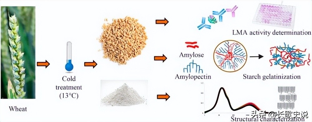 小麦淀粉糊化的温度是多少度,小麦淀粉高温糊化后有韧性吗