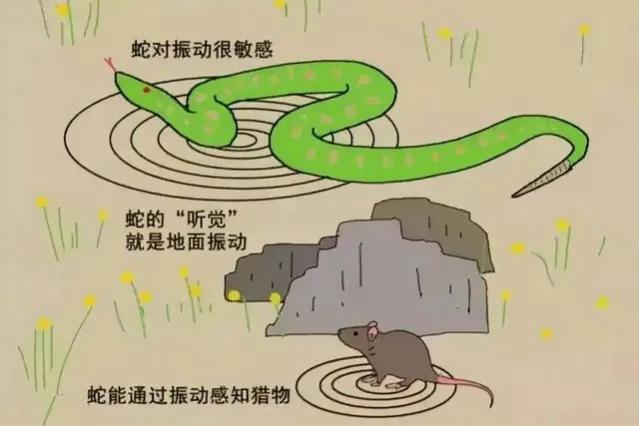 农村用雄黄粉驱蛇的正确方法,居家防蛇雄黄驱蛇的正确方法