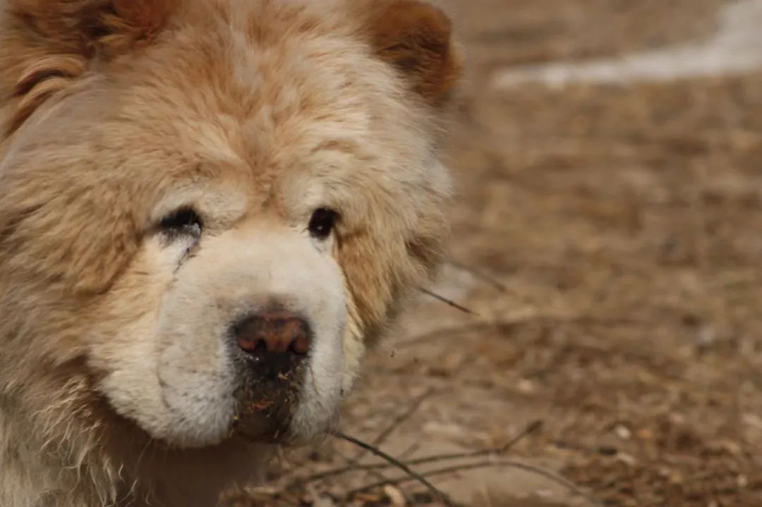 老妈给狗申请微信号,拉进家族群,每天更新朋友圈…可看完我却哭了