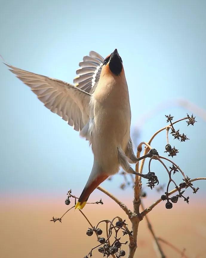 太平鸟图片素材,太平鸟图片大鸟