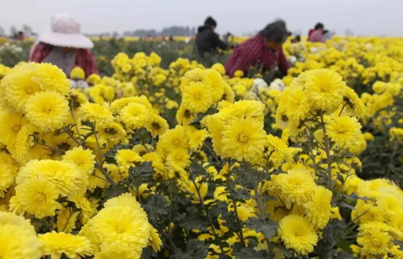 冰红茶和菊花茶的神仙吃法,菊花茶搭配哪种茶好喝一些