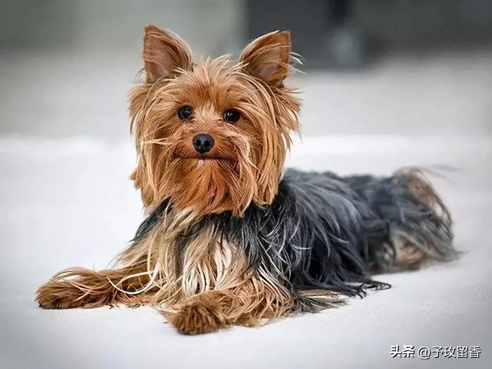 宠物狗应该怎么养详细介绍科普,宠物狗喂养及训练方法有哪些