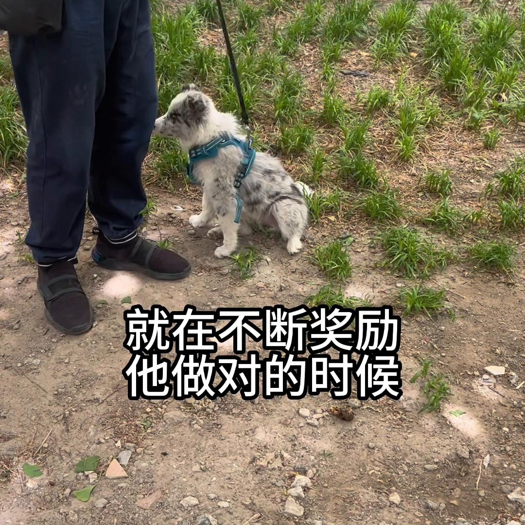 训练边牧捡东西回来,怎么教边牧捡东西给主人