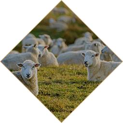 第10期舌尖上的非遗东来顺羊肉,中华老字号东来顺羊肉