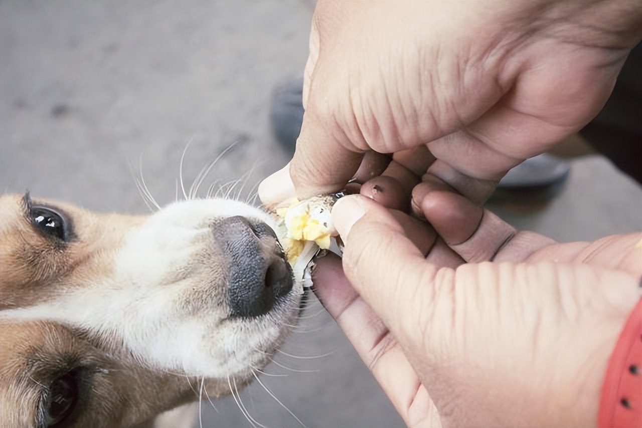 治疗狗狗寄生虫超长版,狗狗有寄生虫怎么治疗