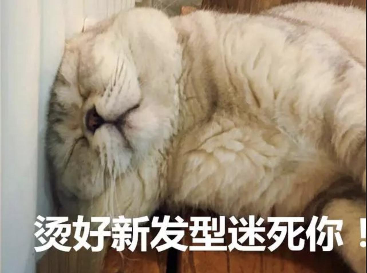 天气一冷猫就打喷嚏流鼻涕不吃饭,天气一冷猫就会失去爪子