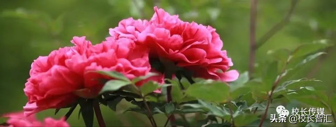 以道德情操滋养师德之魂——《如何成为一名好老师》读书心得