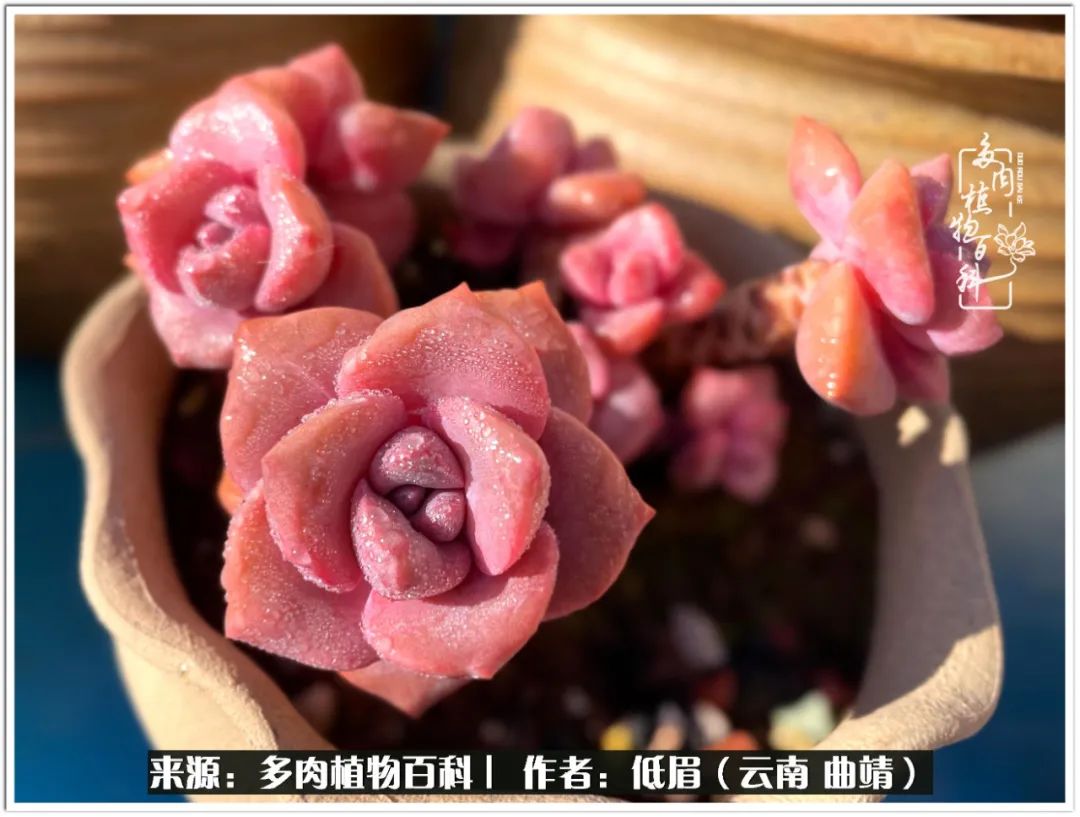 玉露多肉冬季分盆,玉露多肉怎样才能晶莹剔透