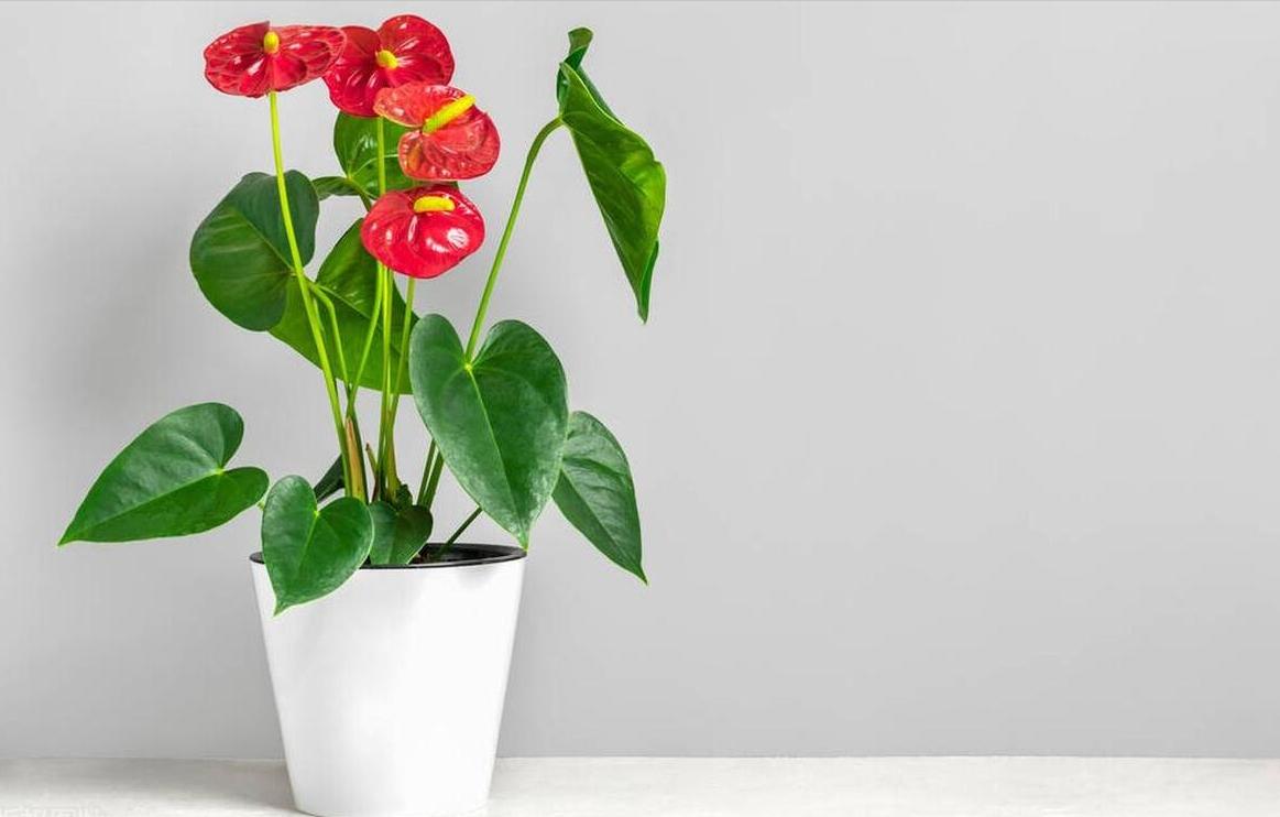 适合室内好养的花适合一年四季养,适合养在室内而且比较好养的花