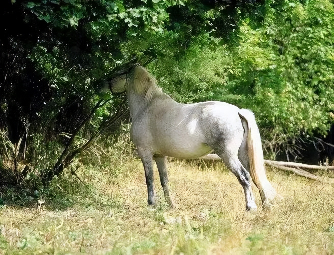 世界上最危险四棵树,地球上最危险的树木