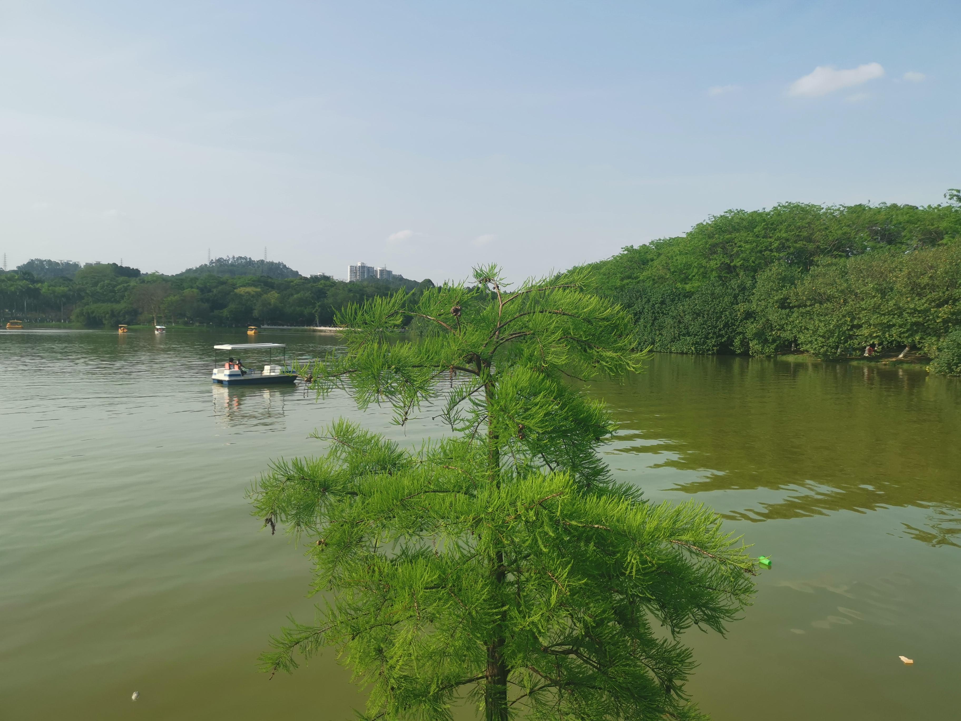 大夫山一日游自由行,大夫山一日游周记
