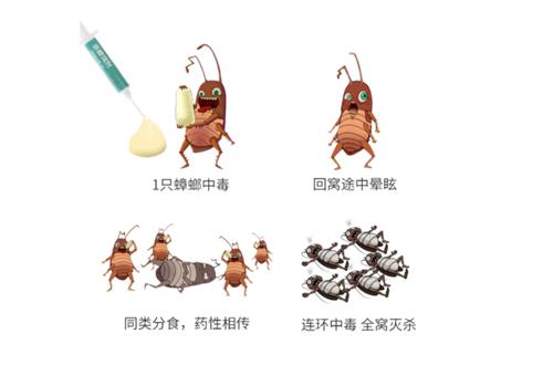 蟑螂怎么消灭最彻底的小妙招,蟑螂怎么消灭最彻底的小妙方