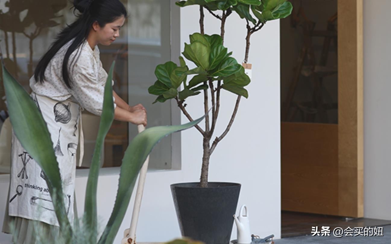 好看又便宜的绿植店铺,什么小绿植好养又适合店铺