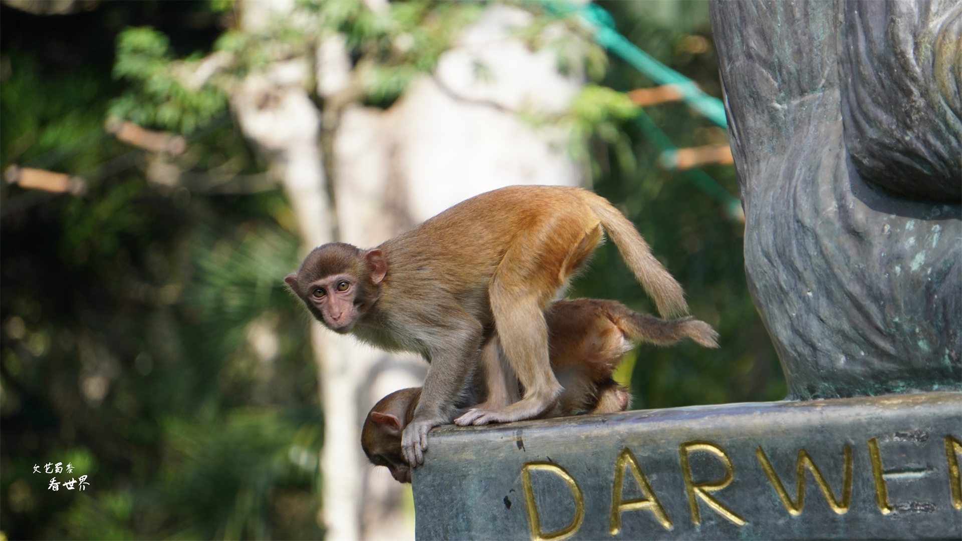 三亚猴岛的猕猴的禁闭室,海南猴岛禁闭室