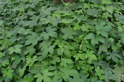 花园要打理得好先除杂草,春天草坪长杂草这样做除草更简单