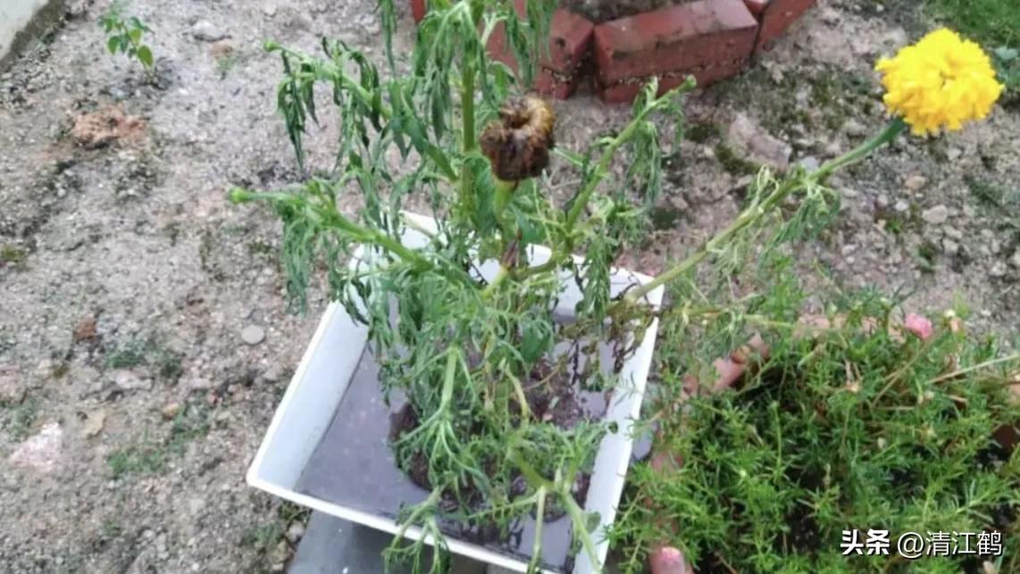 菊花盆栽枯萎后第二年能长新芽吗,刚买回来的菊花花朵枯萎了怎么救