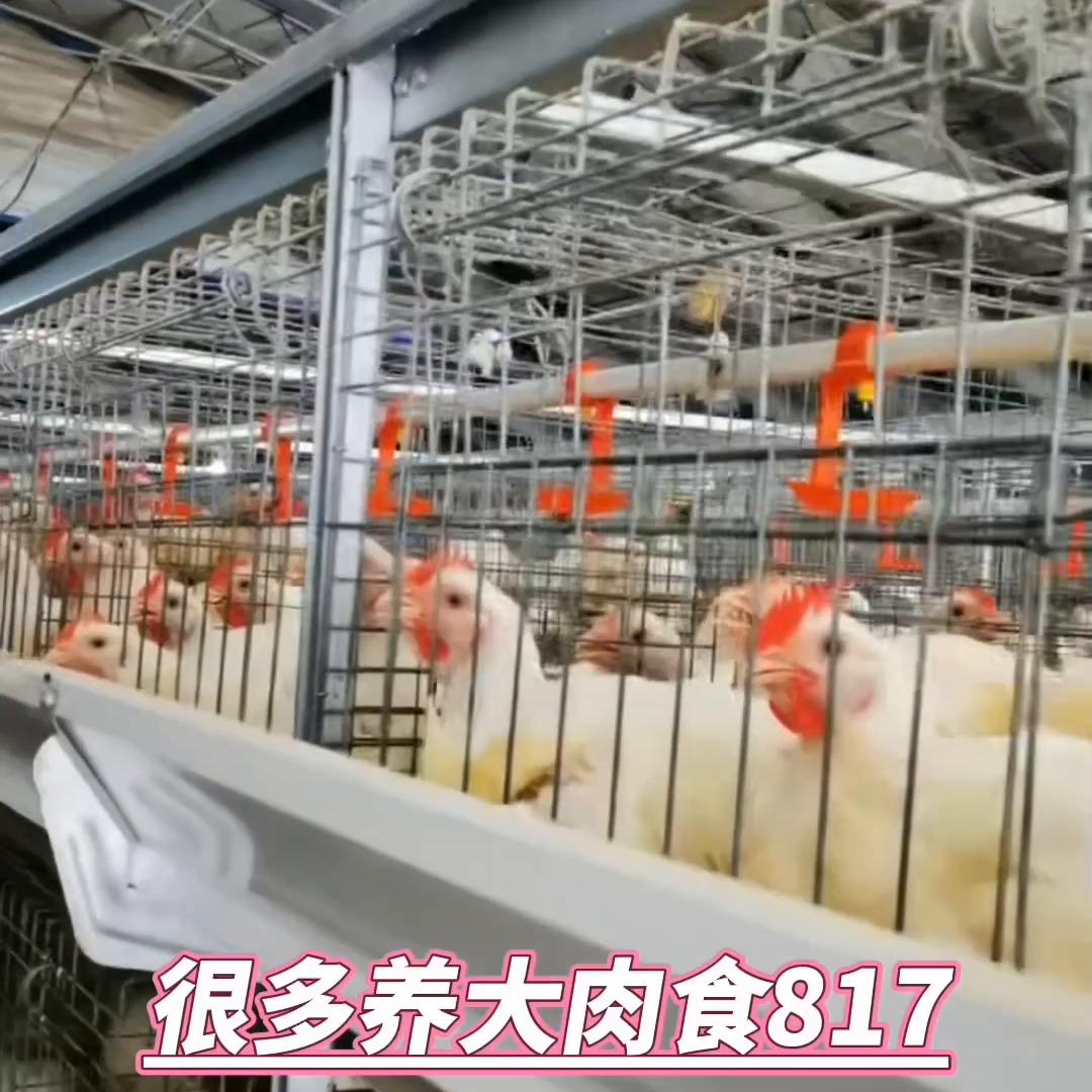 不吃饲料养鸡,万万没想到养鸡