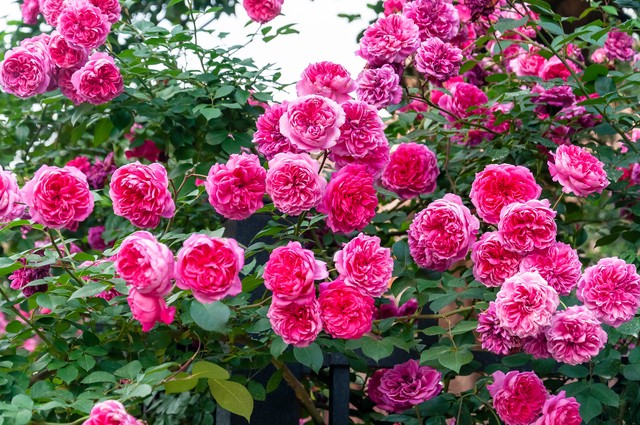 蔷薇花的古诗词,关于蔷薇花的古诗词大全