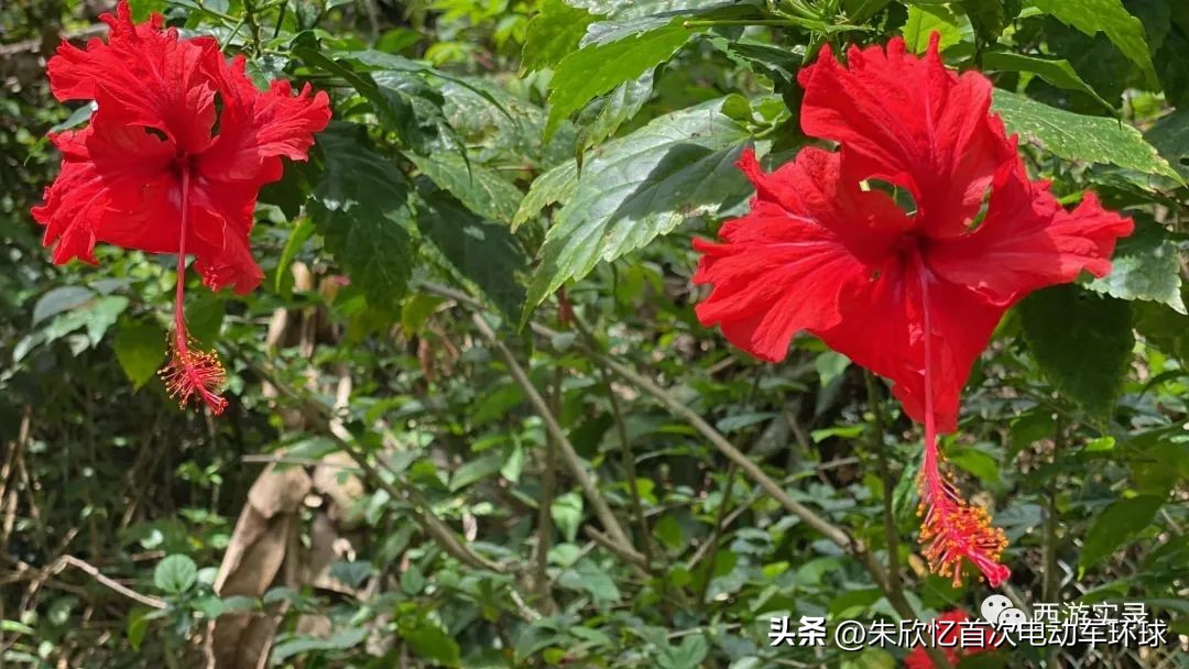 只带600就开车环绕地球一圈，还赚300万，回到亚洲又捡个华裔老婆