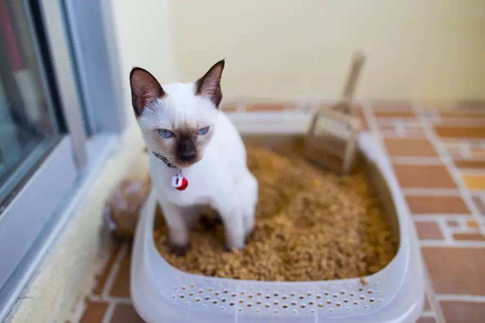 弃养率第二高的品种猫,弃养的猫比野生的猫多吗