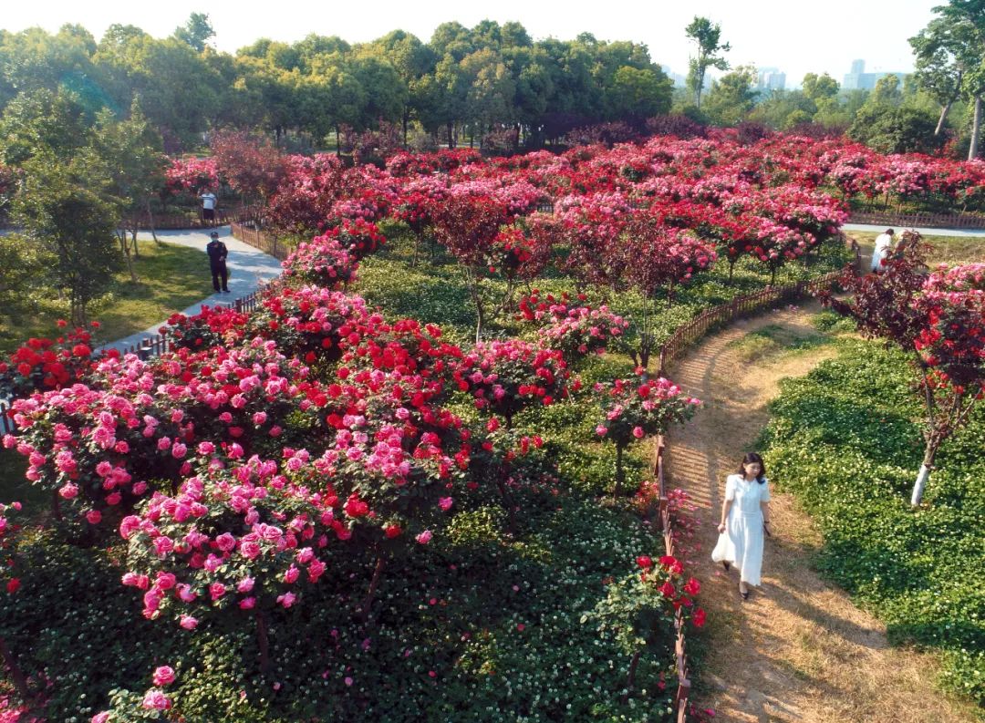 合肥改造提升老旧小区名单,合肥旧城改造最新方案