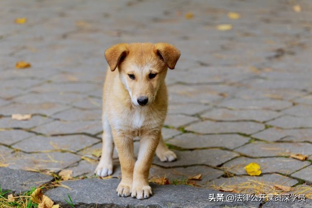 物业对小区养狗有哪些义务和责任,小区宠物管理物业有多大权利